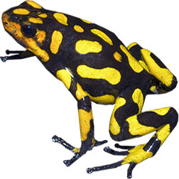 Anchicaya Dart Frog